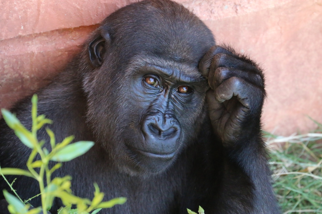 gorilla die lijkt te denken over zijn normen of waarden